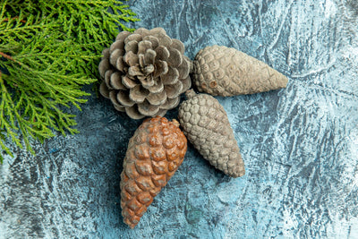 Cedarwood