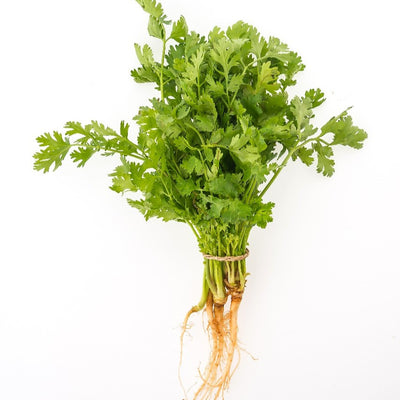 Coriander