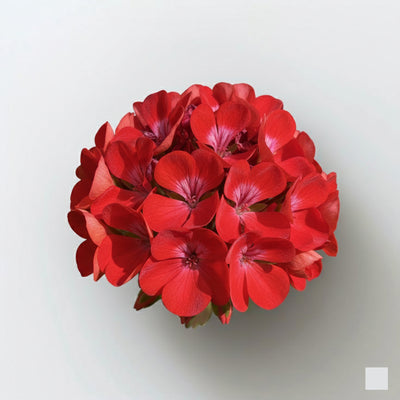 Geranium