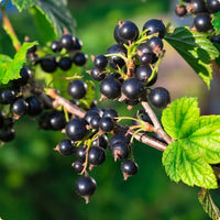 Black currant